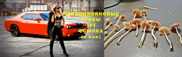 прущие грибы Гусь-Хрустальный